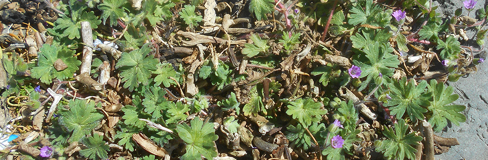 DOVE'S-FOOT CRANE'S BILL Geranium molle